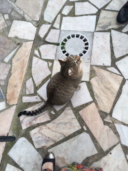 If she had been a stray, she would have had to climb over the castle wall to get into the upstairs courtyard of the hotel. There are, however, two stray feet in this picture.