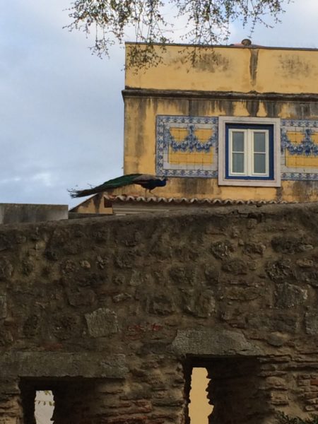 The castle's resident peacocks