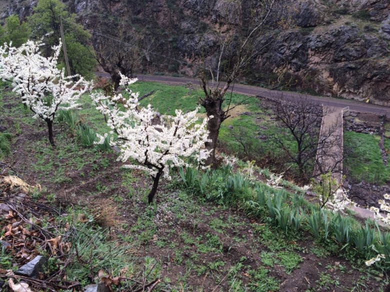 The landscape is mostly terraced groves (cherry, walnut, peach and other trees)