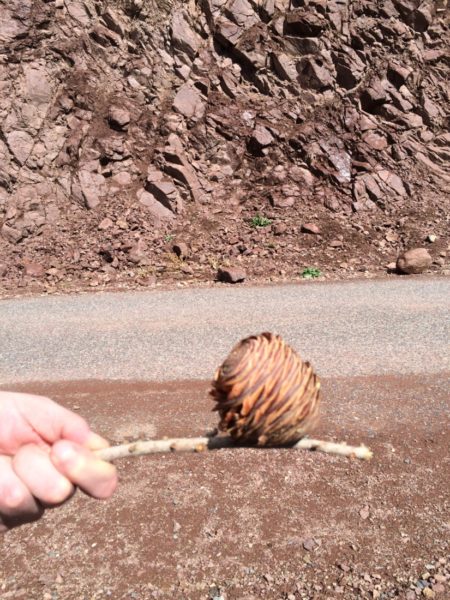 A blooming pinecone