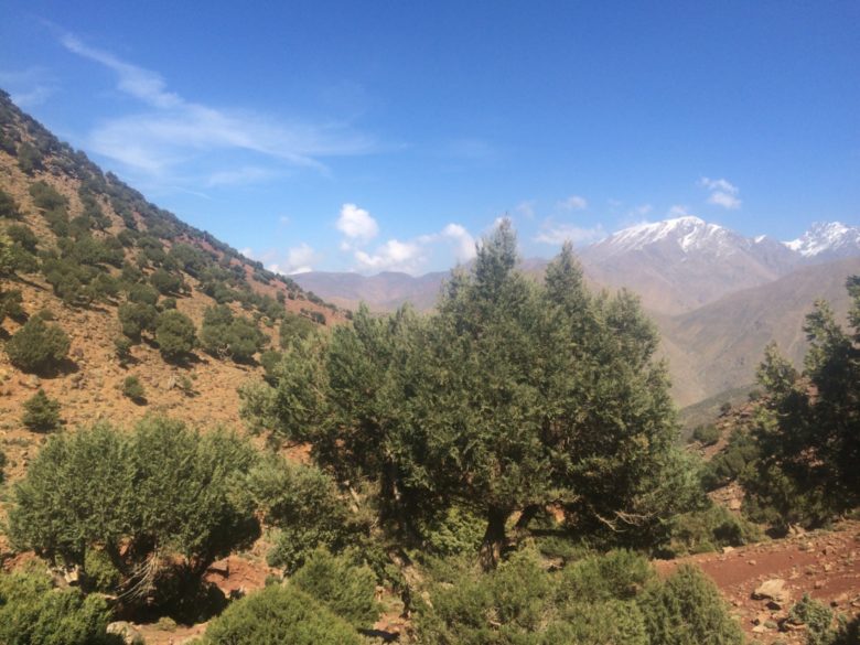 Some of the juniper trees were hundreds of years old.