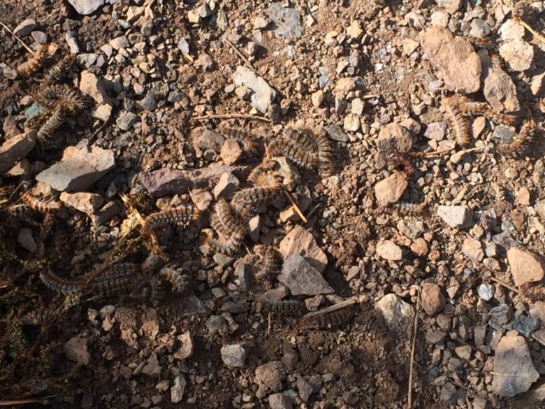 Hanging from all of the scrubby mountain trees were huge pods made of what looked like cotton wool...Ibrahim told me that they were caterpillar nests. Here's one that for some reason (I suspect an angry bird) had fallen from its tree and split open.